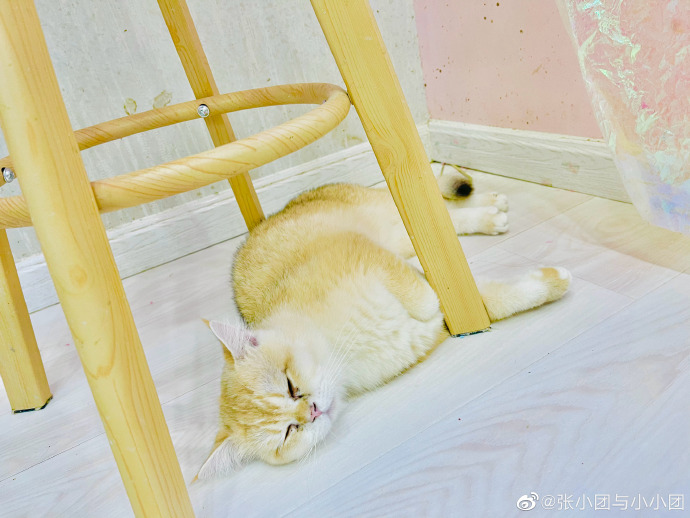 猫图片|宠物猫|猫咪|