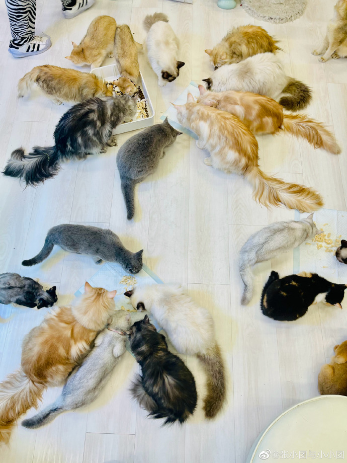 猫图片|宠物猫|猫咪|