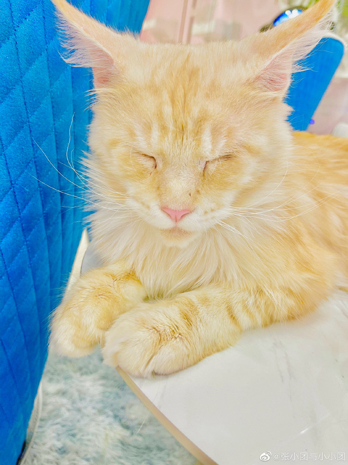 猫图片|宠物猫|猫咪|