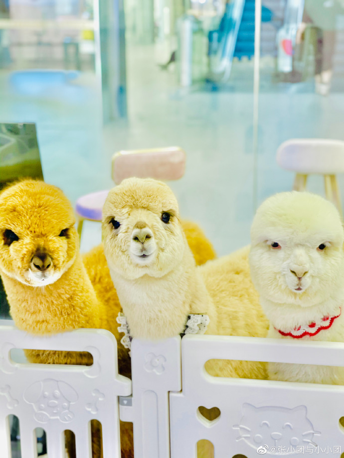 猫图片|宠物猫|猫咪|