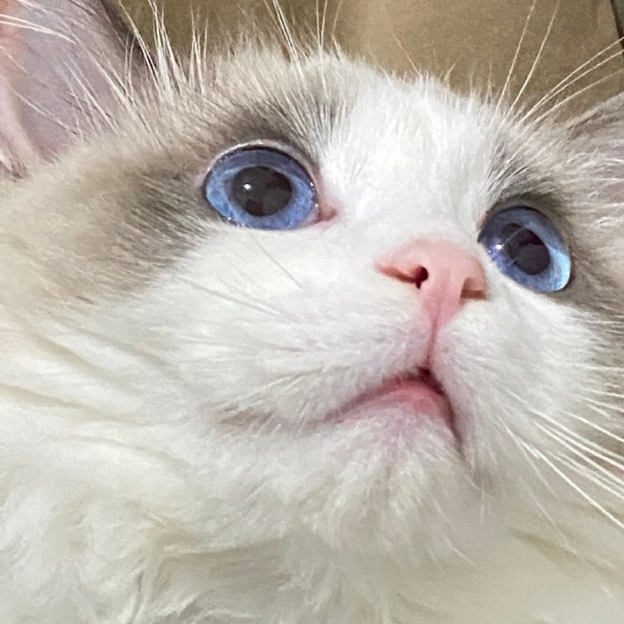 猫图片|宠物猫|猫咪|