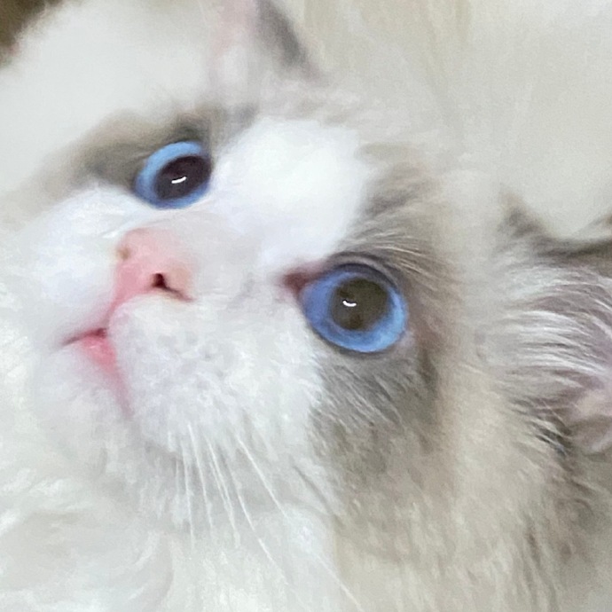 猫图片|宠物猫|猫咪|