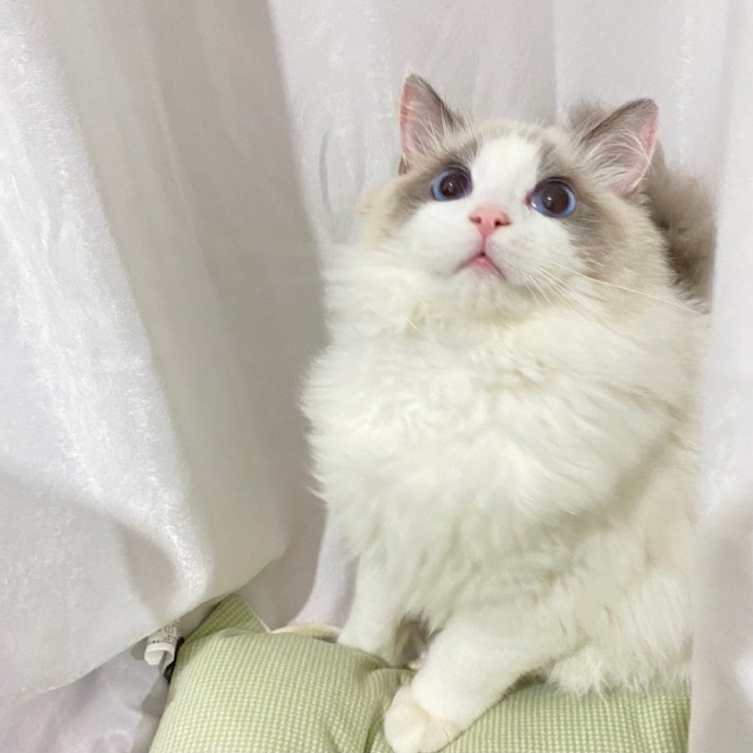 猫图片|宠物猫|猫咪|