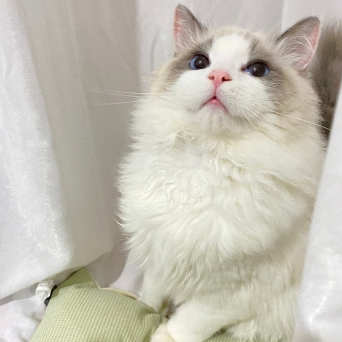 猫图片|宠物猫|猫咪|