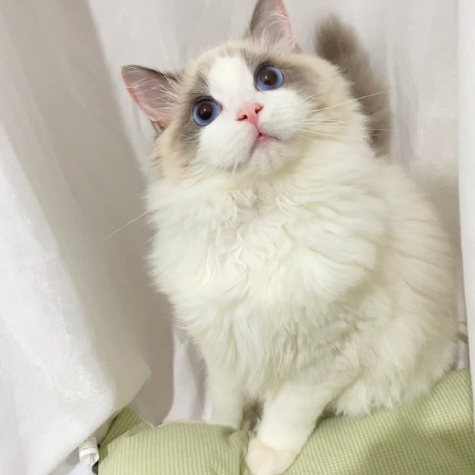 猫图片|宠物猫|猫咪|