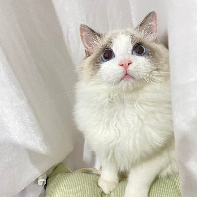 猫图片|宠物猫|猫咪|