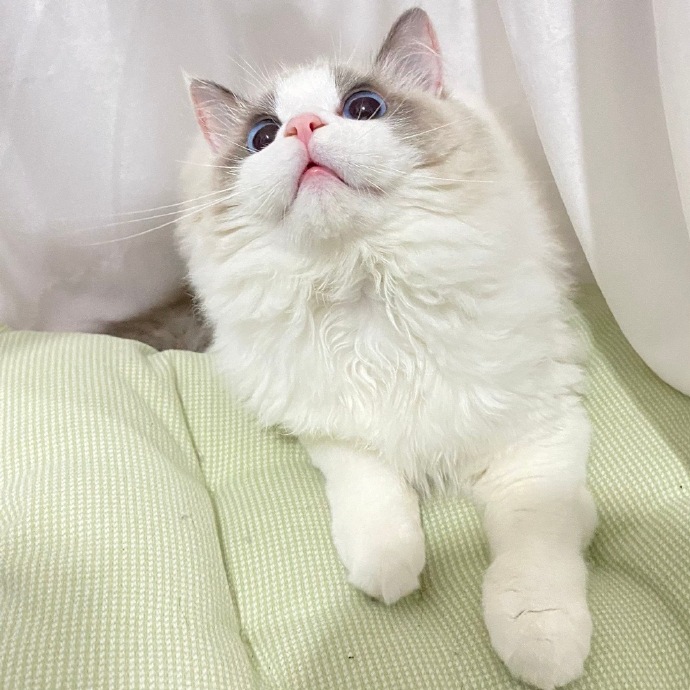 猫图片|宠物猫|猫咪|