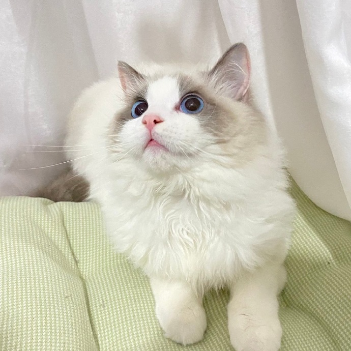 猫图片|宠物猫|猫咪|