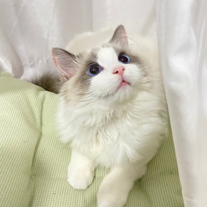 猫图片|宠物猫|猫咪|