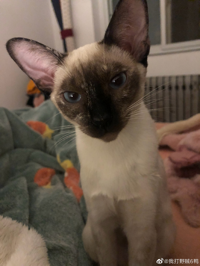 猫图片|宠物猫|猫咪|