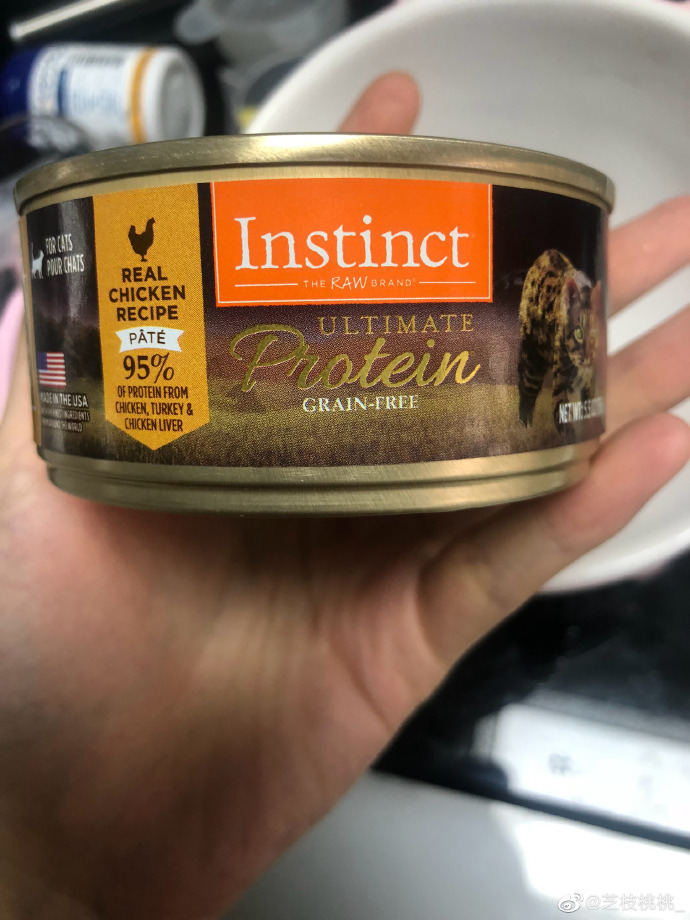 猫图片|宠物猫|猫咪|