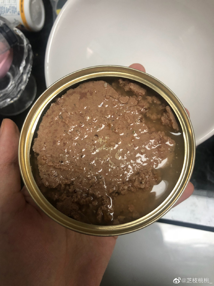 猫图片|宠物猫|猫咪|