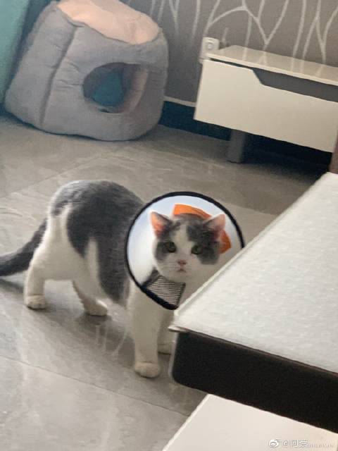 猫图片|宠物猫|猫咪|