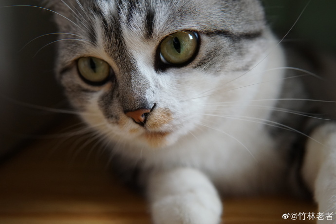 猫图片|宠物猫|猫咪|