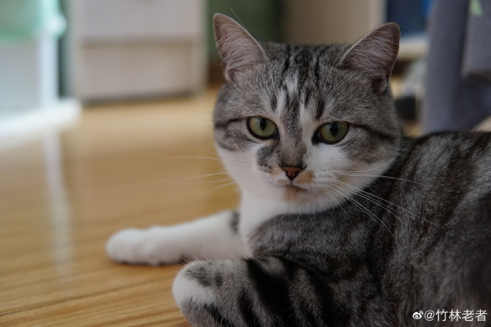 猫图片|宠物猫|猫咪|