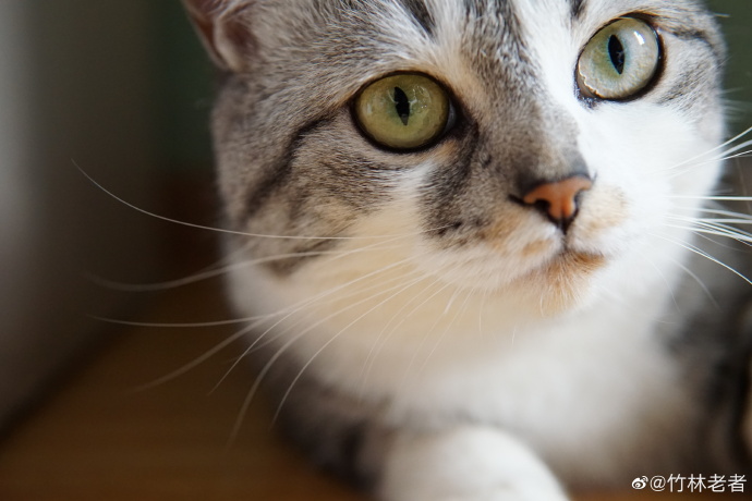 猫图片|宠物猫|猫咪|