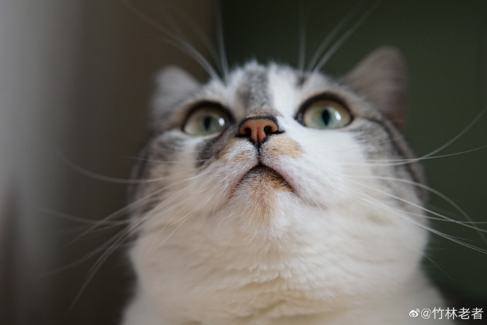 猫图片|宠物猫|猫咪|