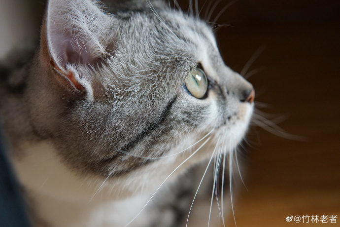 猫图片|宠物猫|猫咪|