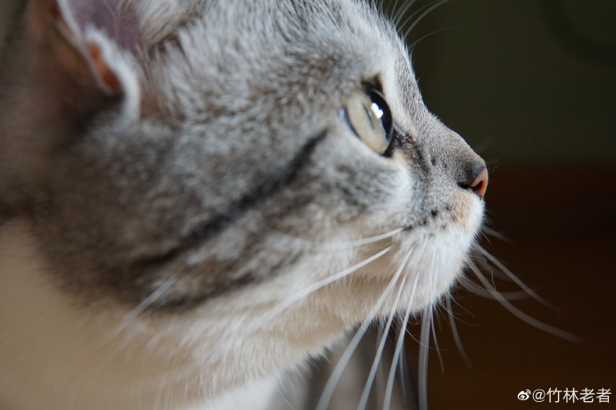 猫图片|宠物猫|猫咪|