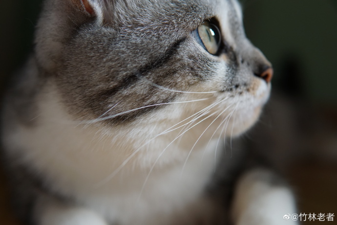 猫图片|宠物猫|猫咪|