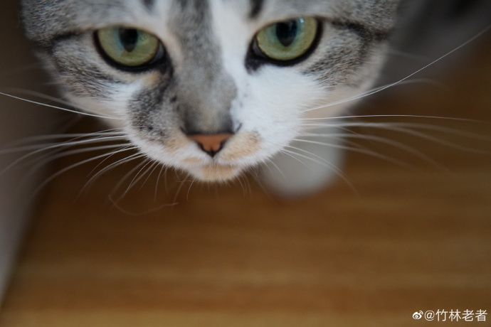 猫图片|宠物猫|猫咪|