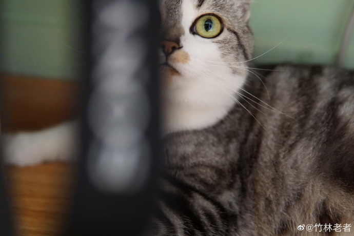 猫图片|宠物猫|猫咪|