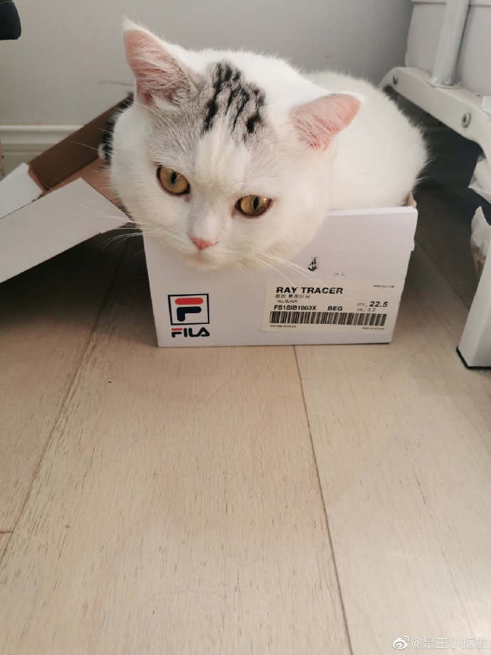 猫图片|宠物猫|猫咪|