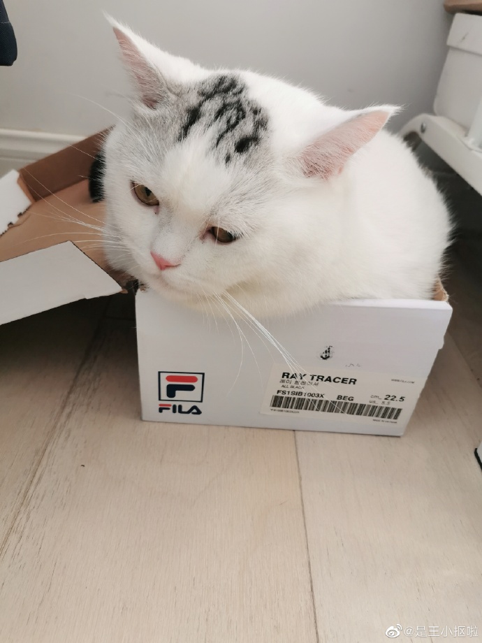 猫图片|宠物猫|猫咪|