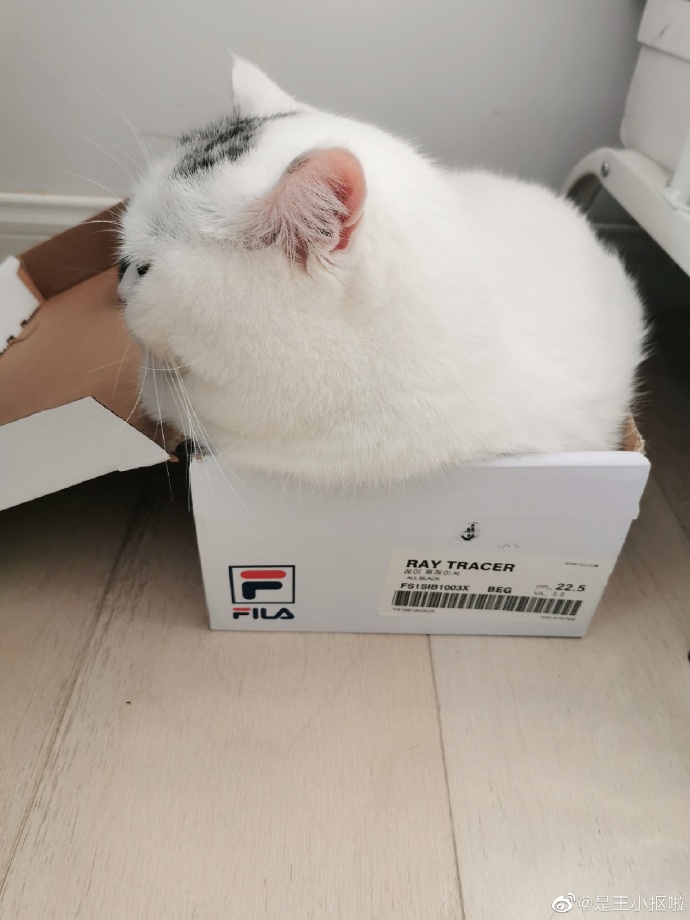 猫图片|宠物猫|猫咪|