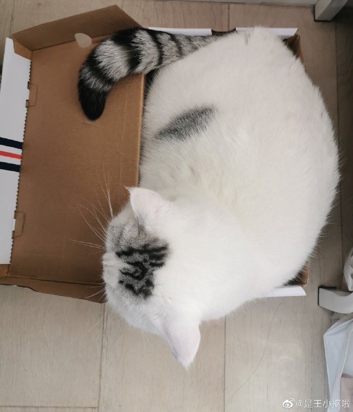 猫图片|宠物猫|猫咪|