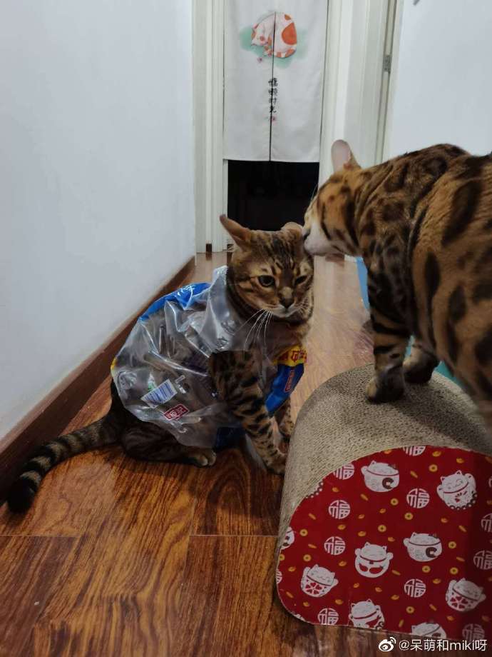 猫图片|宠物猫|猫咪|