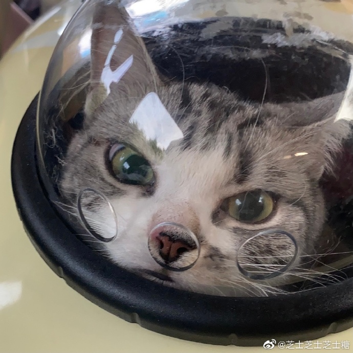 猫图片|宠物猫|猫咪|