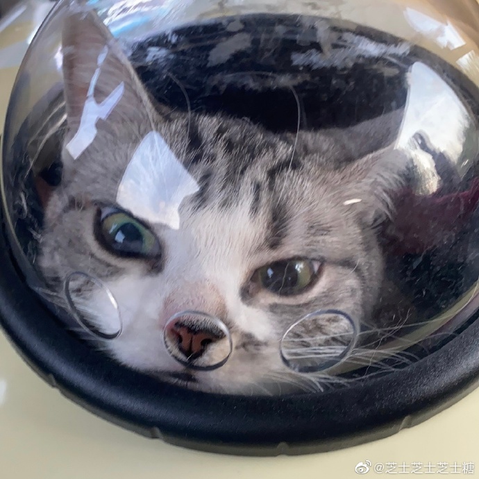 猫图片|宠物猫|猫咪|