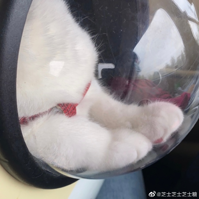 猫图片|宠物猫|猫咪|