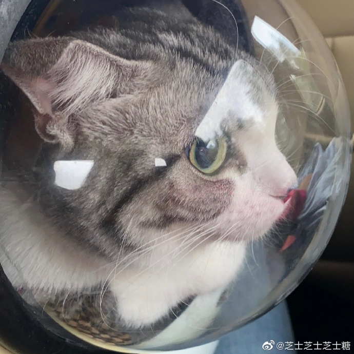 猫图片|宠物猫|猫咪|
