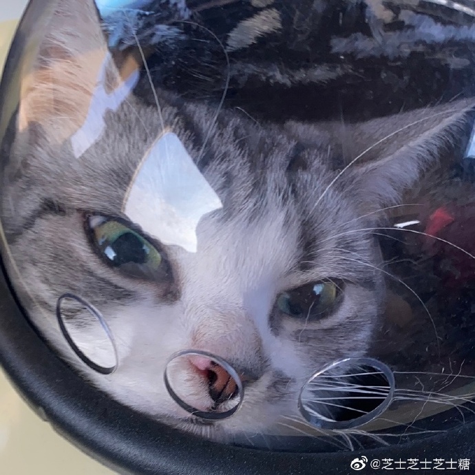 猫图片|宠物猫|猫咪|