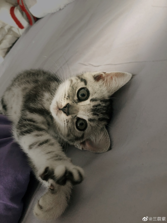 猫图片|宠物猫|猫咪|