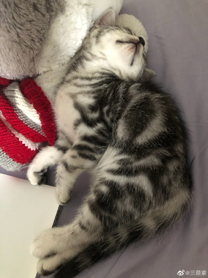 猫图片|宠物猫|猫咪|