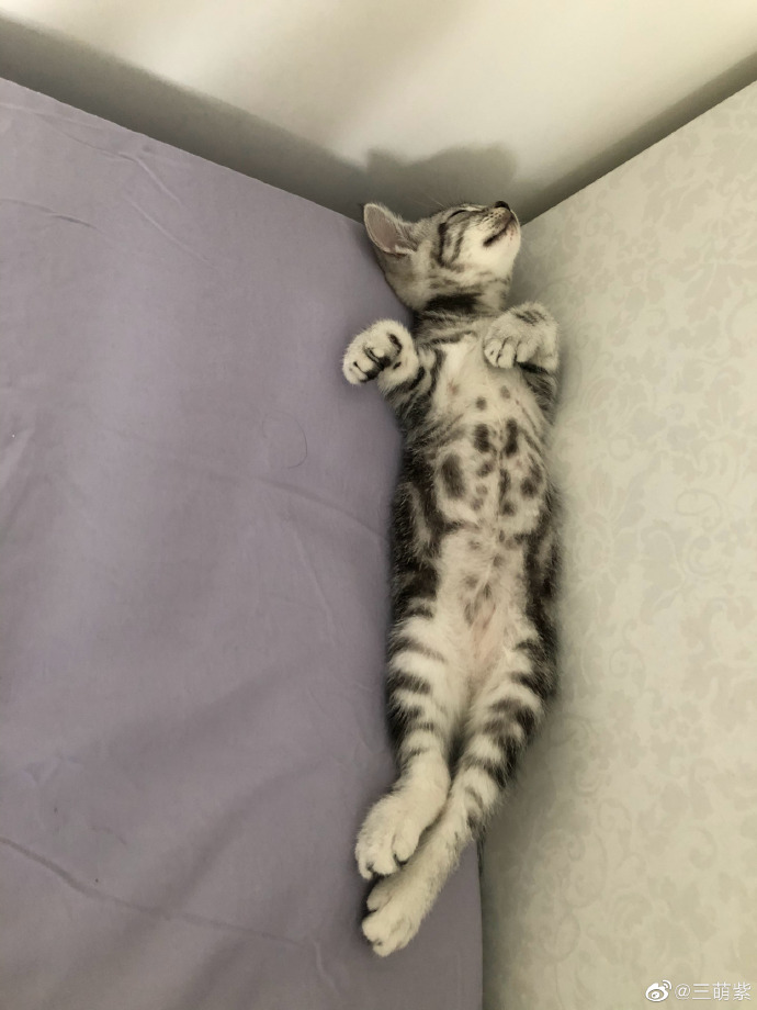 猫图片|宠物猫|猫咪|