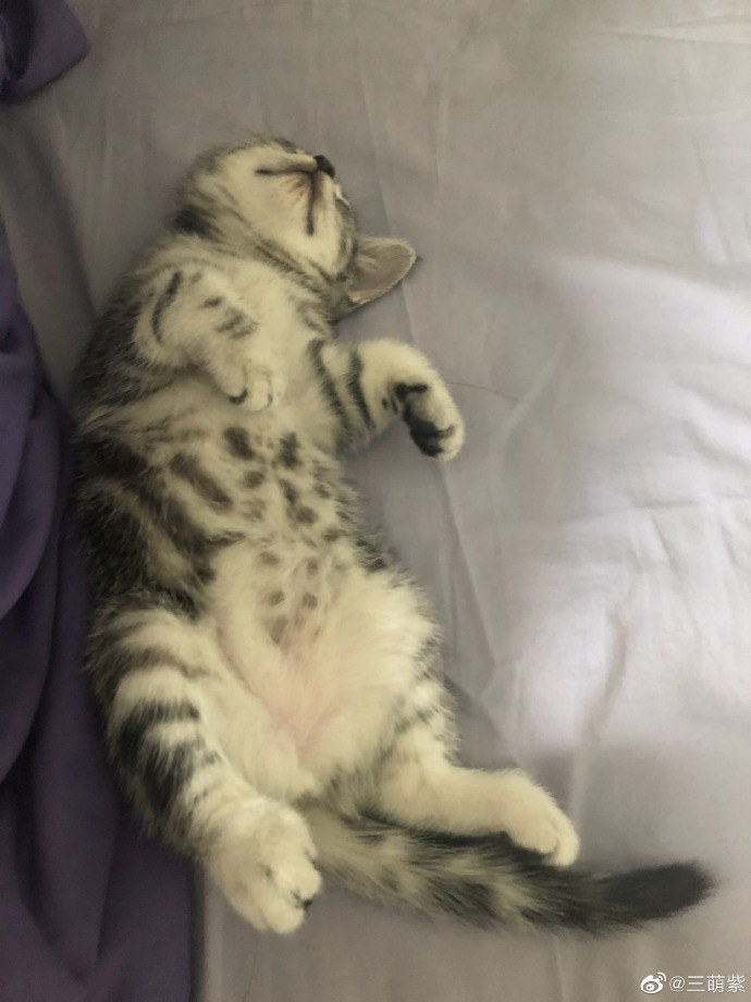 猫图片|宠物猫|猫咪|