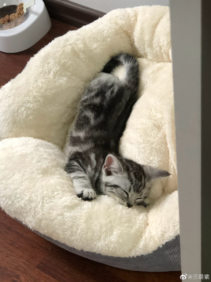 猫图片|宠物猫|猫咪|