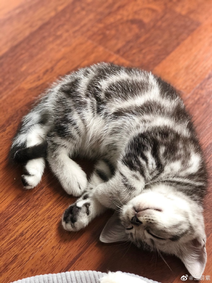 猫图片|宠物猫|猫咪|