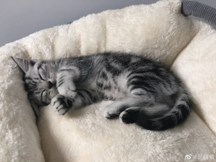 猫图片|宠物猫|猫咪|