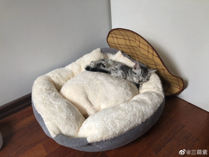 猫图片|宠物猫|猫咪|