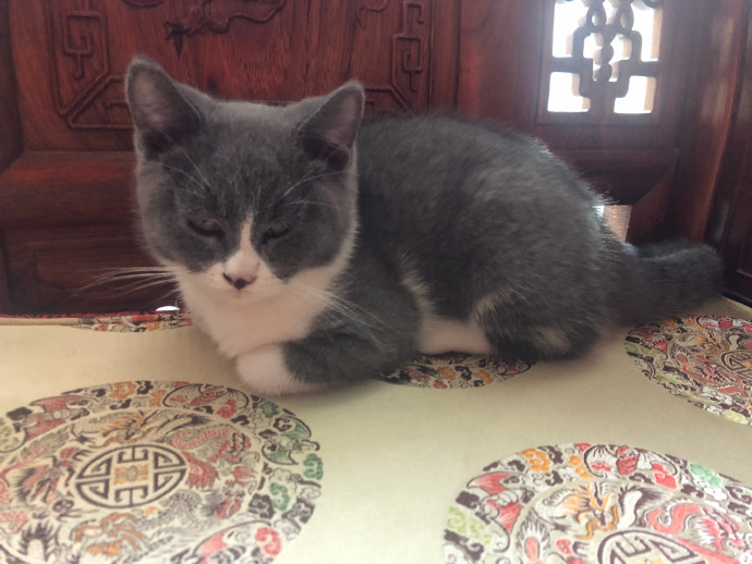 猫图片|宠物猫|猫咪|