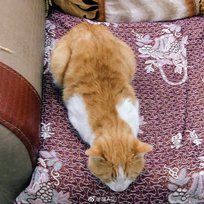 猫图片|宠物猫|猫咪|