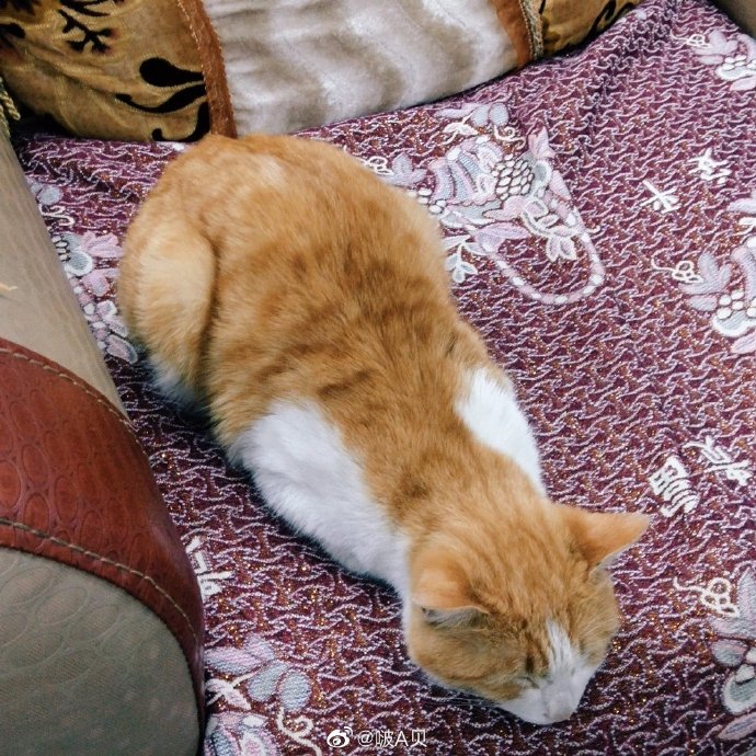 猫图片|宠物猫|猫咪|