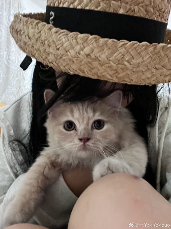 猫图片|宠物猫|猫咪|