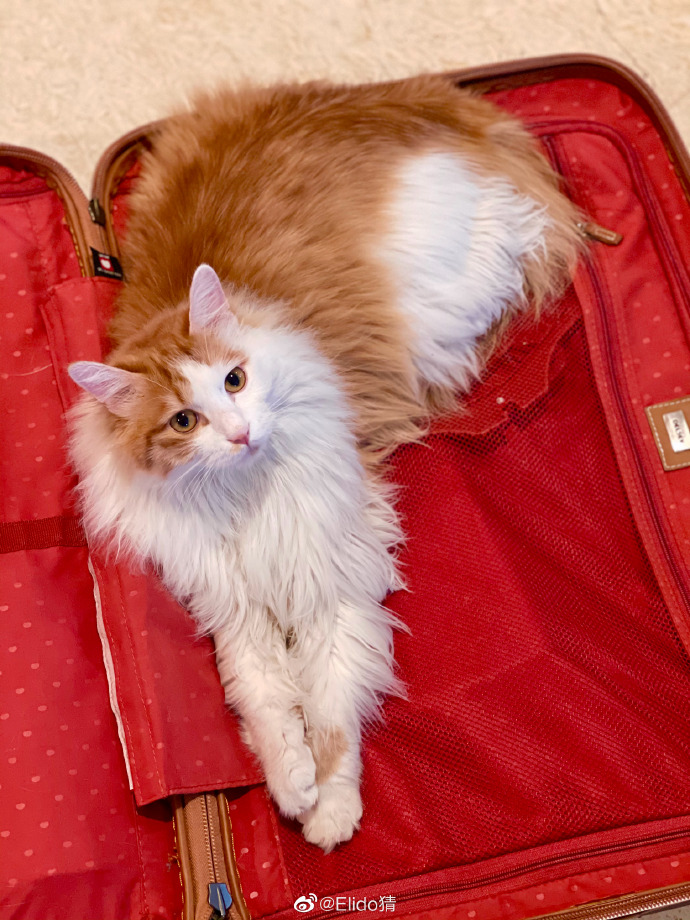 猫图片|宠物猫|猫咪|