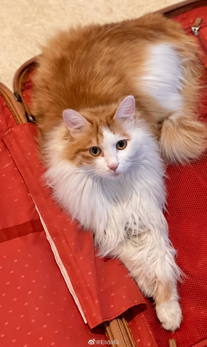 猫图片|宠物猫|猫咪|